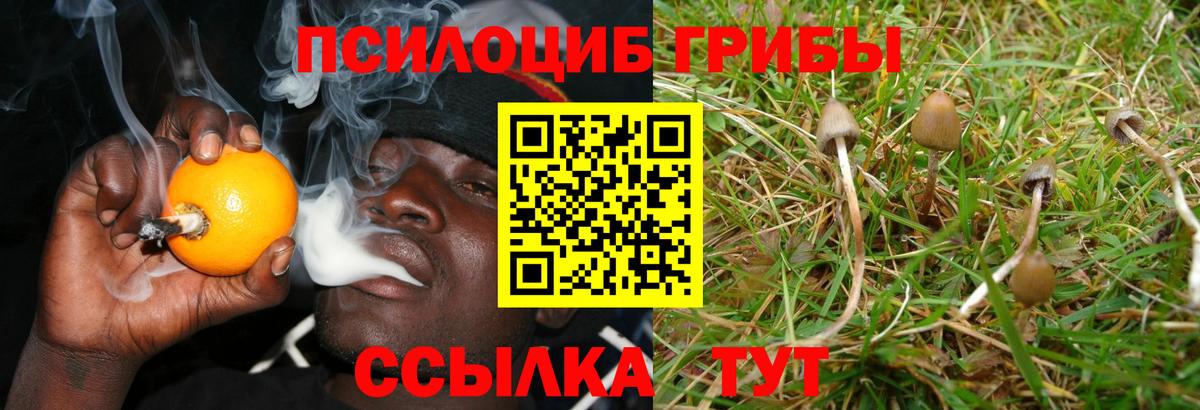 Псилоцибиновые грибы Psilocybe  Вход с VPN  Коломна 